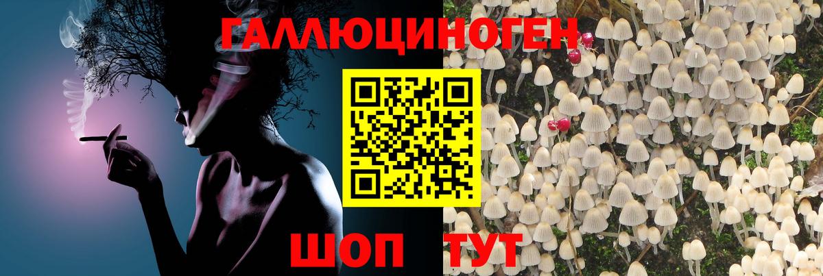 Псилоцибиновые грибы Psilocybe Киселёвск